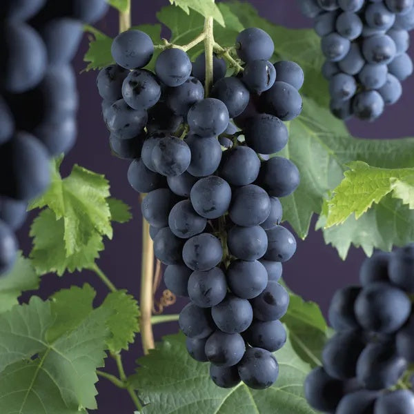 Vita de Vie Frankenthaler - Rădăcină Ambalată Anul 2-3 - Aqua Flowers