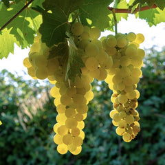 Vita de Vie - Moldova Alb - Wine of Moldova - Anul 2 - Ghiveci 2L - Aqua Flowers
