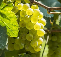 Vita de Vie - Moldova Alb - Wine of Moldova - Anul 2 - Ghiveci 2L - Aqua Flowers