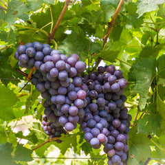 Vita de Vie Muscat Adda - Anul 2 - Ghiveci 2L - Aqua Flowers