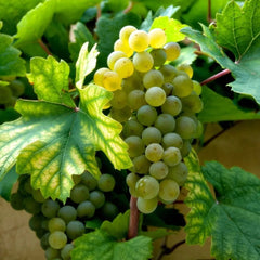 Vita de Vie - Muscat Ottonel - Anul 2 - Ghiveci 2L - Aqua Flowers