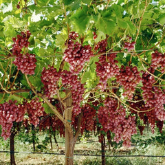 Vita de Vie - Rosella - Seedless - Fara samburi - Ghiveci - Anul 2 - Aqua Flowers
