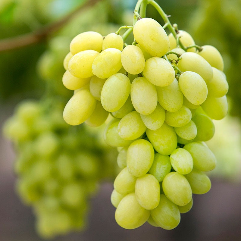 Vita de Vie Victoria - Rădăcină Ambalată Anul 2 - Aqua Flowers