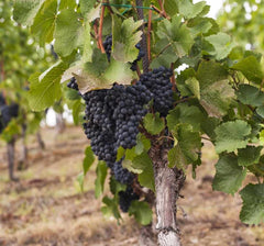Vita de Vie Vitis Vinifera - Anul 2 - Ghiveci 2L - Aqua Flowers