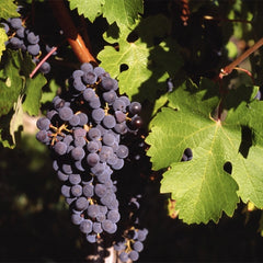 Vita de Vie Vitis Vinifera - Anul 2 - Ghiveci 2L - Aqua Flowers