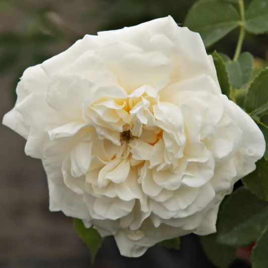 Trandafiri Floribunda - White - Rădăcină Ambalată - Aqua Flowers