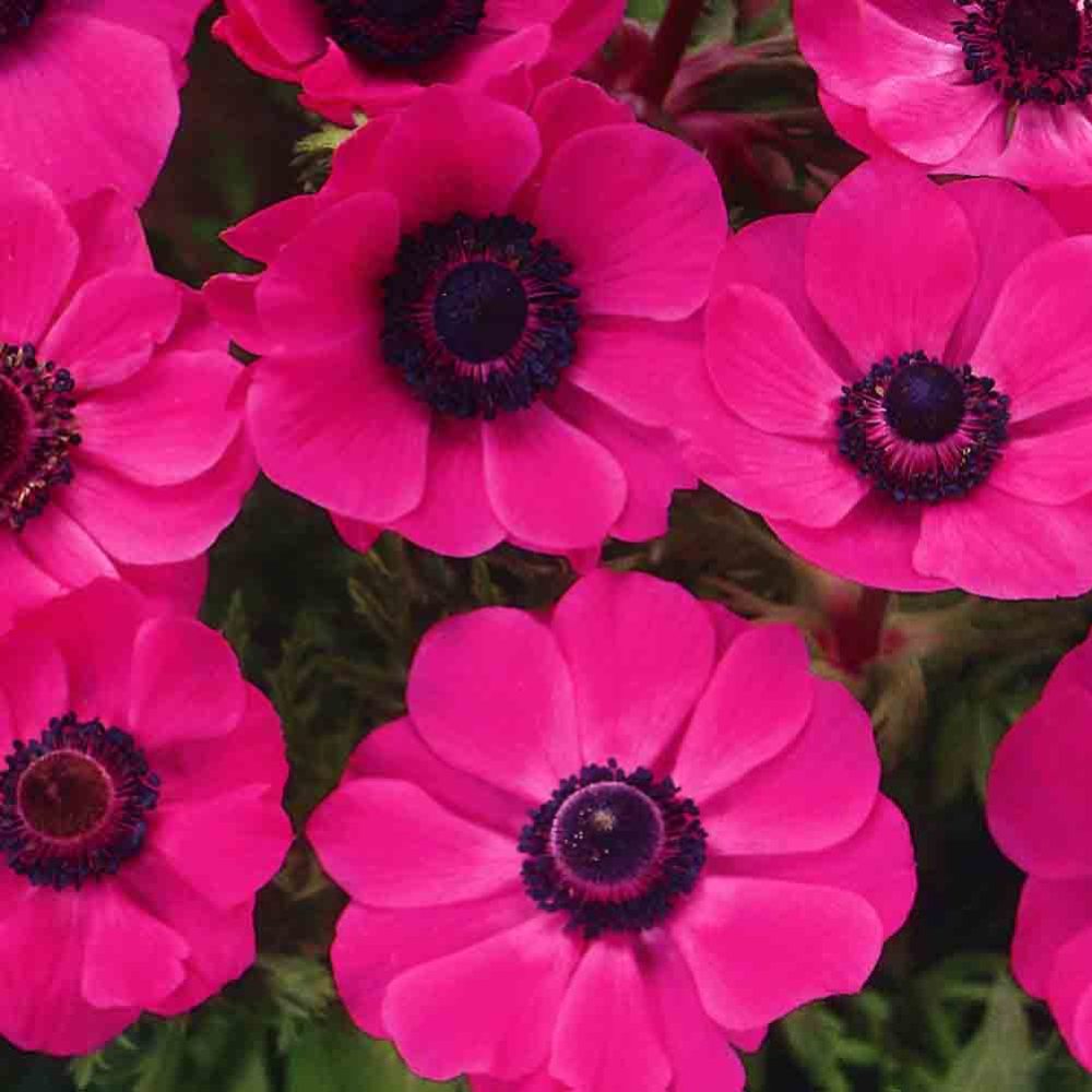 Bulbi Anemone Bicolor - Pachet 10 Bulbi - Aqua Flowers