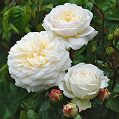 Trandafiri Floribunda - White - Rădăcină Ambalată - Aqua Flowers