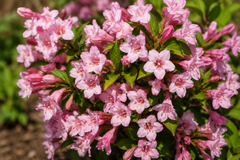 🌸💗 Weigela Pink Poppet – Ghiveci 1,5 L