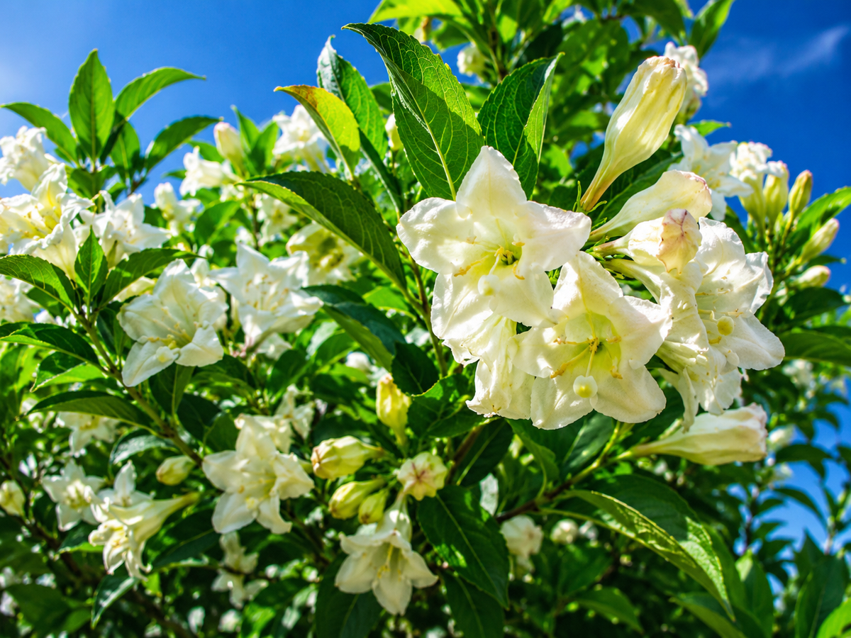 🌿🤍 Weigela Bristol Snowflake-Ghiveci 1,5 L