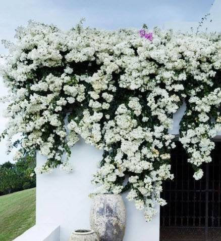 Floarea de Hartie (Bougainvillea sanderiana) - Alba - Ghiveci 2L - H 70 - 80 cm