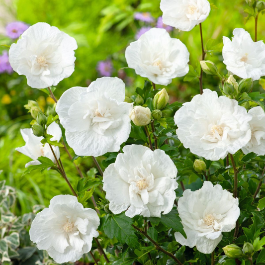 Arbust ornamental - Hibiscus Syriacus White Chiffon - Ghiveci 3L - Aqua Flowers