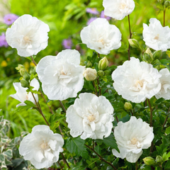 Arbust ornamental - Hibiscus Syriacus White Chiffon - Ghiveci 3L - Aqua Flowers