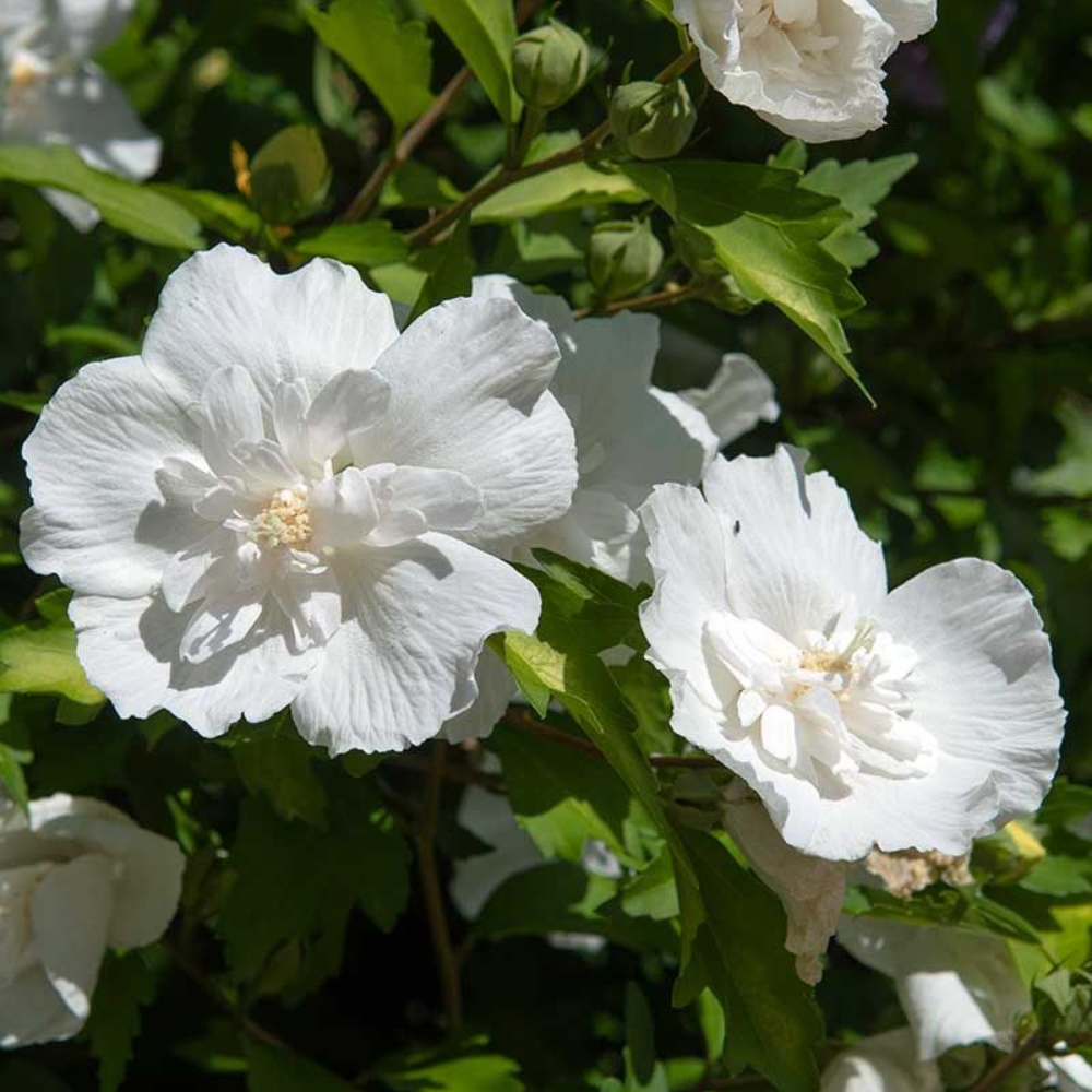 Arbust ornamental - Hibiscus Syriacus White Chiffon - Ghiveci 3L - Aqua Flowers