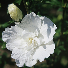 Arbust ornamental - Hibiscus Syriacus White Chiffon - Ghiveci 3L - Aqua Flowers
