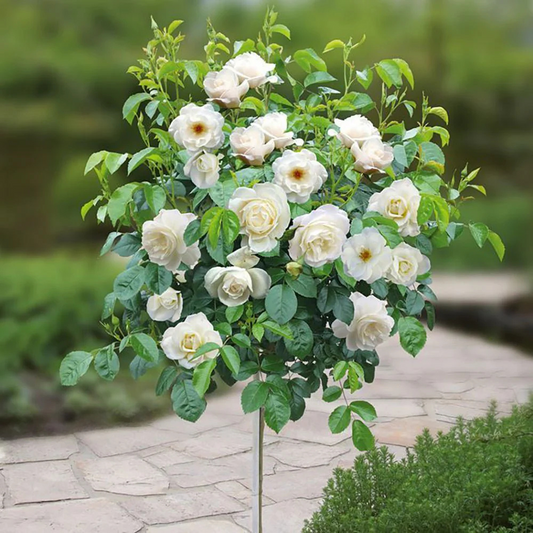 Trandafiri Pomișor - White - Rădăcină Ambalată Anul 2 - Aqua Flowers