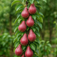 Pachet Promo 4 Pomi Fructiferi Columnari- 1x Prun Columnar Imperial, 1 x Cais Clumnar Asian Pearl, 1 x Cires Columnar Victoria, 1xPar Columnar Rosu-radacina ambalata-anul 3
