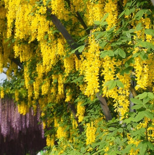 Wisteria - glicina - Galbena - Yeloow - Ghiveci 3L - 40 - 50 cm