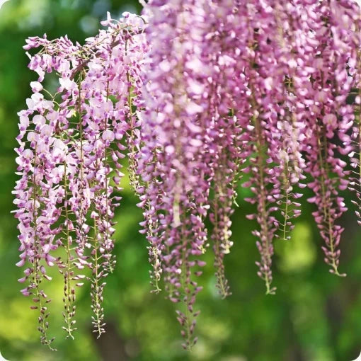 Wisteria - Glicina - Pink Sinensis - Ghiveci 3L - 40 - 50 cm