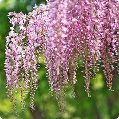 Wisteria - Glicina - Pink Sinensis - Ghiveci 3L - 40 - 50 cm