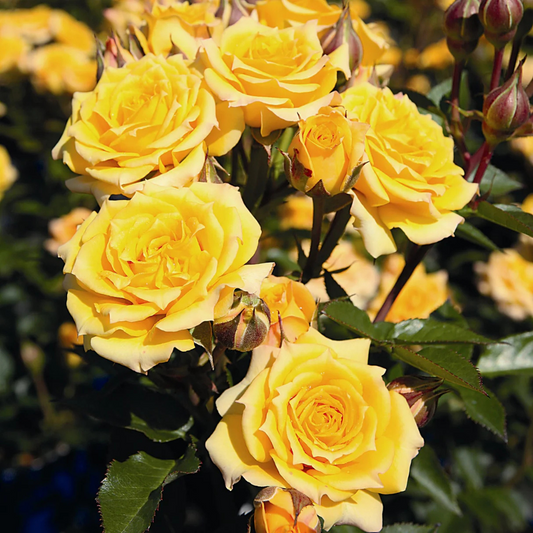 Trandafiri Floribunda - Yellow - Rădăcină Ambalată - Aqua Flowers