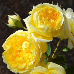 Trandafiri Floribunda - Yellow - Rădăcină Ambalată - Aqua Flowers