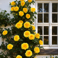 Trandafiri Cățărători Parfumați - Yellow - Rădăcină Ambalată - Aqua Flowers