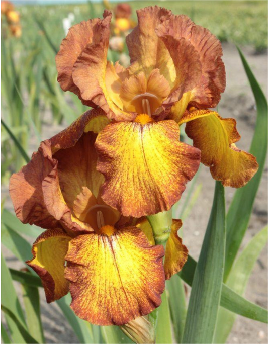 Bulbi Iris Germanica Spotted Yellow - 1 Rizom - Aqua Flowers