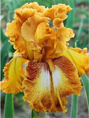 Bulbi Iris Germanica Spotted Yellow - 1 Rizom - Aqua Flowers