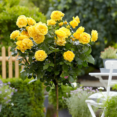 Trandafiri Pomișor - Yellow - Rădăcină Ambalată Anul 2 - Aqua Flowers