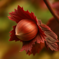 Alun Roșu Zellernoot - Ghiveci - Aqua Flowers