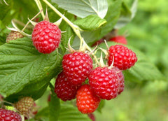 Arbust fructifer - Zmeur Polka - ghiveci 2l