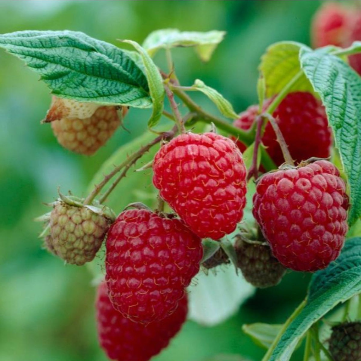 Zmeur Pom pe Picior - Ghiveci - Aqua Flowers