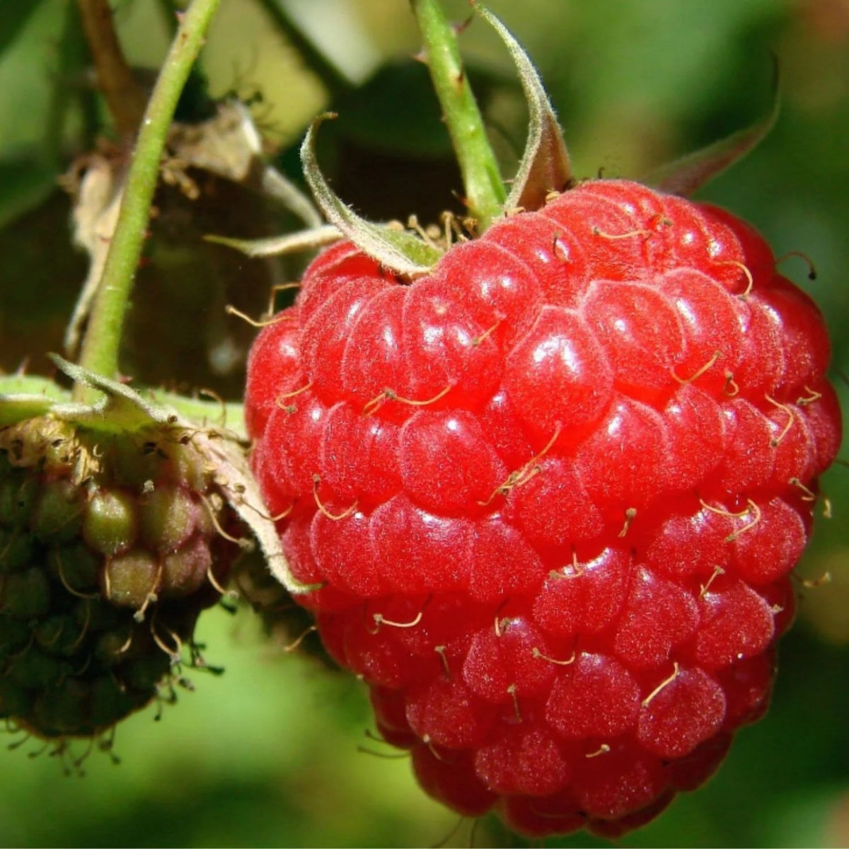 Zmeur Remontat Red Gigant - Rădăcină Ambalată
