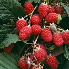 Zmeur Pomisor (Fără Spini) – Rădăcină Ambalată – Aqua Flowers